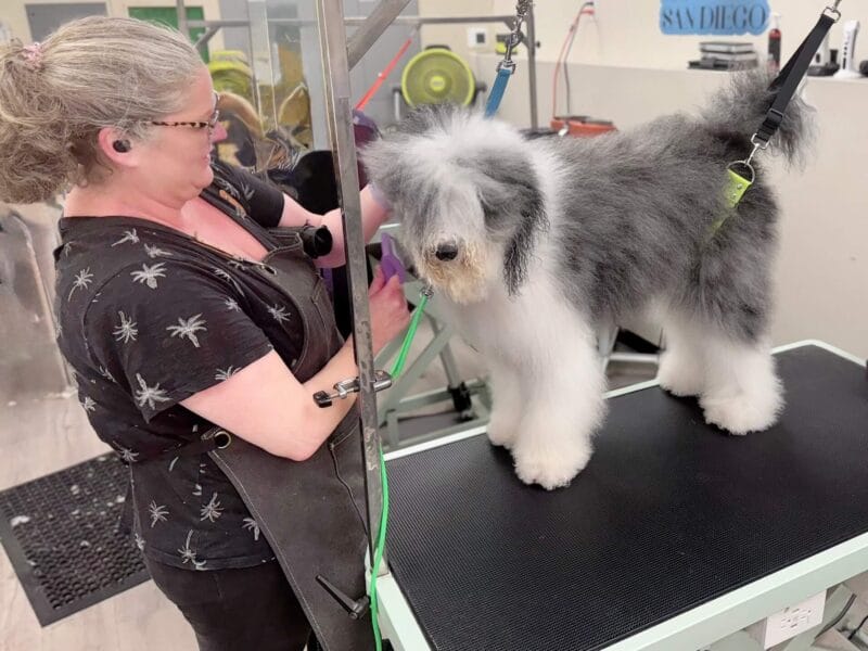 Why Choosing the Right Grooming Station Matters for Your Pet in San Diego
